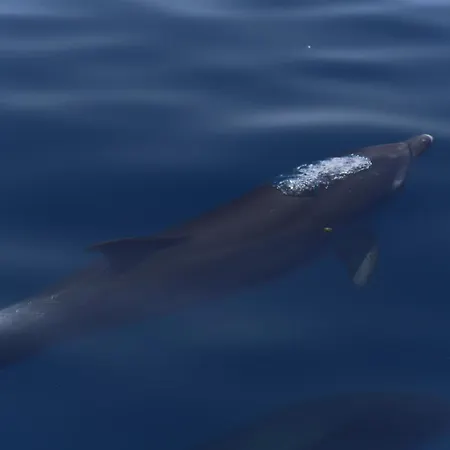 Sul Mare Di Antonietta Kwatera prywatna